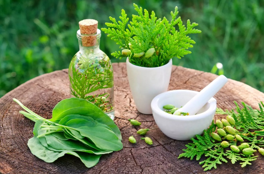 आयुर्वेद / AYURVEDA