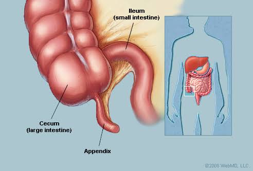 APPENDIX