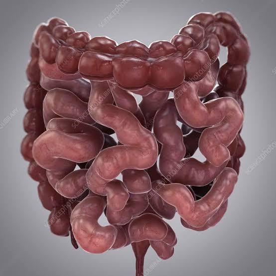 DISEASES OF THE SMALL AND LARGE INTESTINES