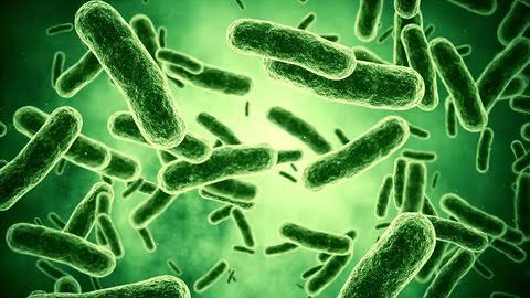 BACTERIOLOGY