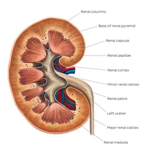RENAL FUNCTION TEST (RFT)