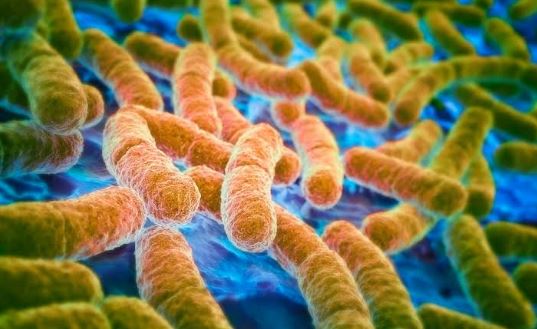 BACTERIOLOGY