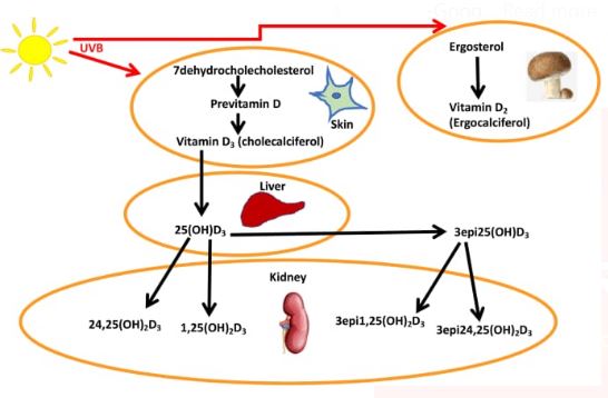 VITAMIN ASSAYS TEST